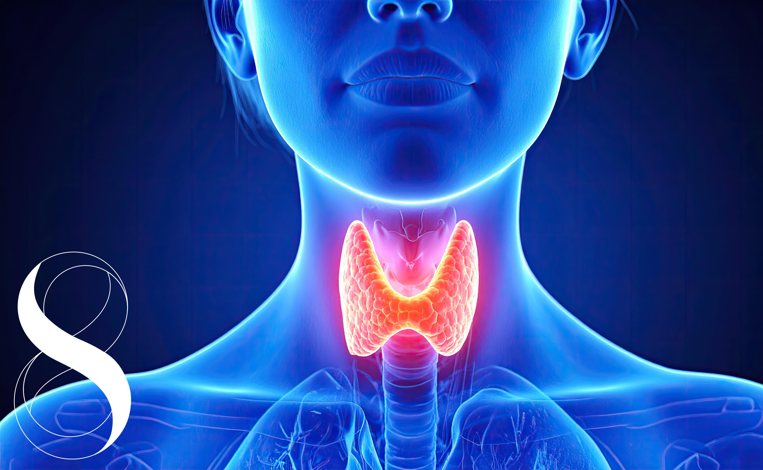 Medizinische Illustration eines menschlichen Oberkörpers in Blautönen, bei der die Schilddrüse im Halsbereich rot leuchtend hervorgehoben ist.
