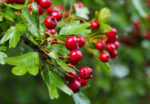 Nahaufnahme von leuchtend roten Weißdornbeeren an einem Ast mit grünen, gelappten Blättern.