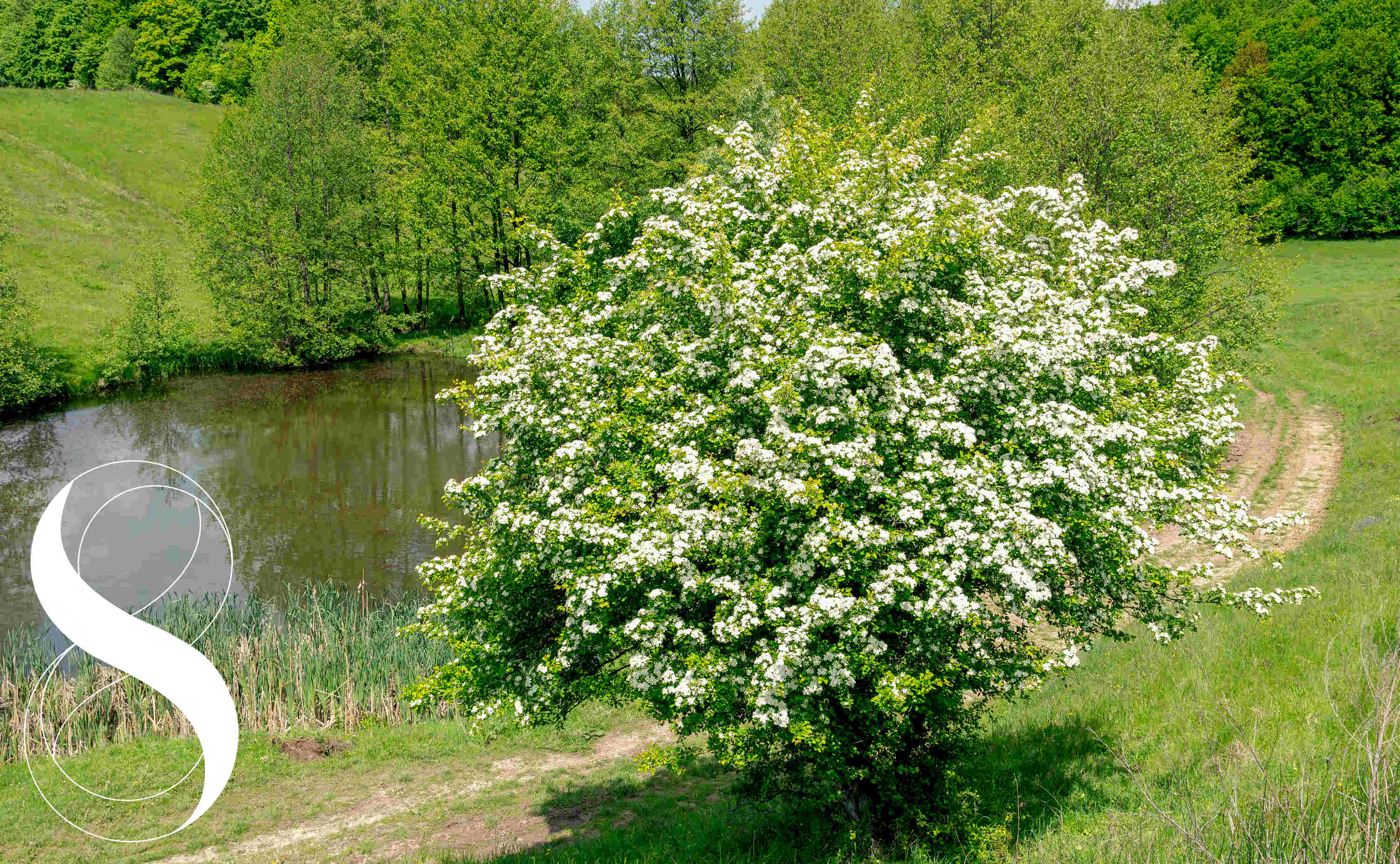 Ein voll blühender Weißdornstrauch mit unzähligen weißen Blüten steht an einem Hang neben einem ruhigen Teich, umgeben von grünen Wäldern unter blauem Himmel.