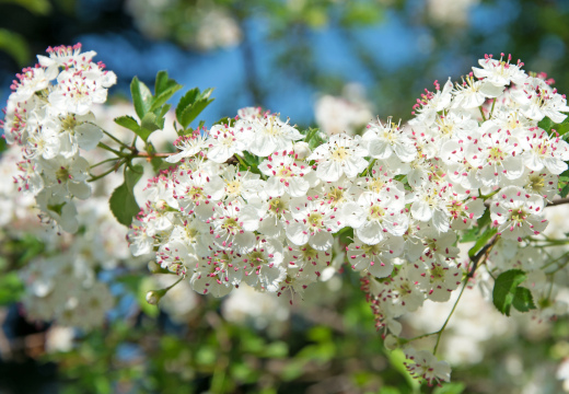 Nahaufnahme eines blühenden Weißdorns (Crataegus) mit zahlreichen weißen Blüten und rosa Staubbeuteln vor einem unscharfen grünen Hintergrund und blauem Himmel.
