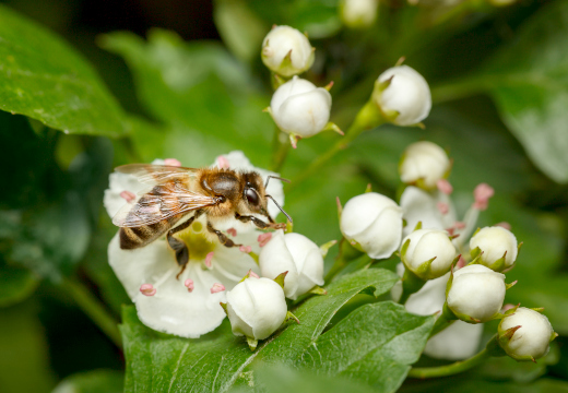 Nahaufnahme einer Honigbiene beim Sammeln von Nektar auf einer weißen Weißdornblüte, umgeben von noch geschlossenen Blütenknospen.