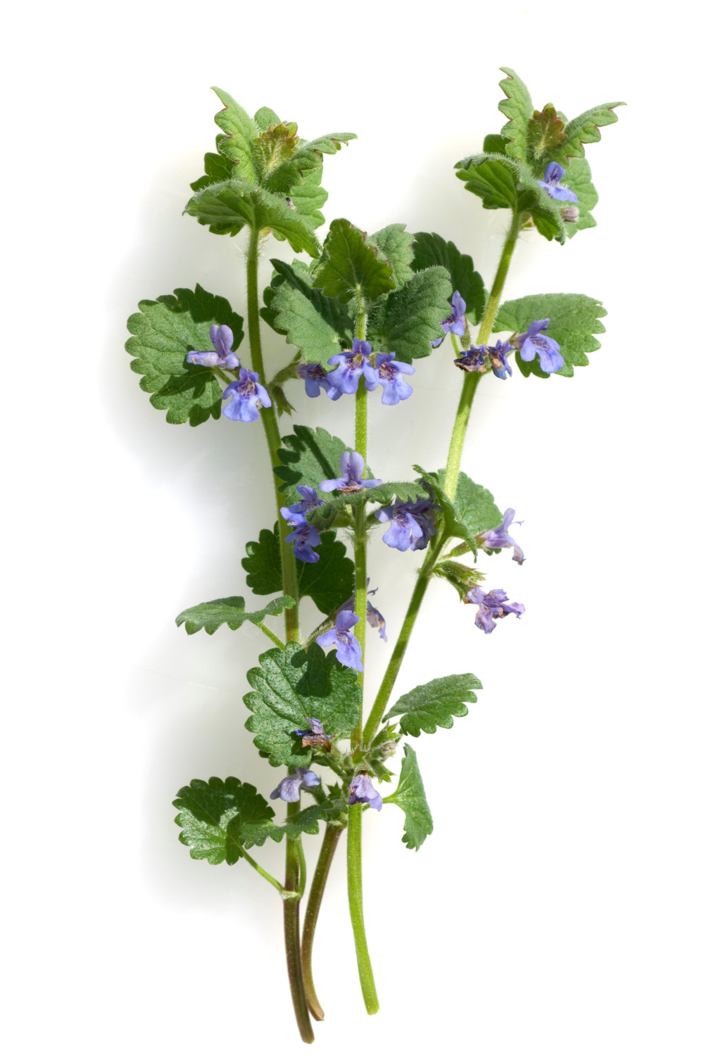 Gundermann im Wildkräutersalat 3 kleine Pflänzchen des Gundermann vor weißem Hintergrund als eine Zutat für den Wildkräutersalat von Life Light.
