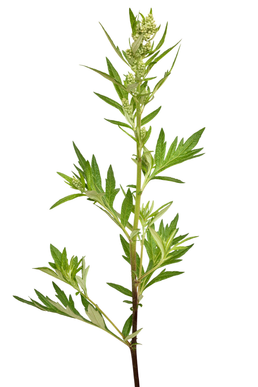 Artemisia vulgaris im Wildkräutersalat Der gewöhnliche Beifuß bzw. Artemisia vulgaris vor weißem Hintergrund als eine Zutat für den Wildkräutersalat von Life Light.