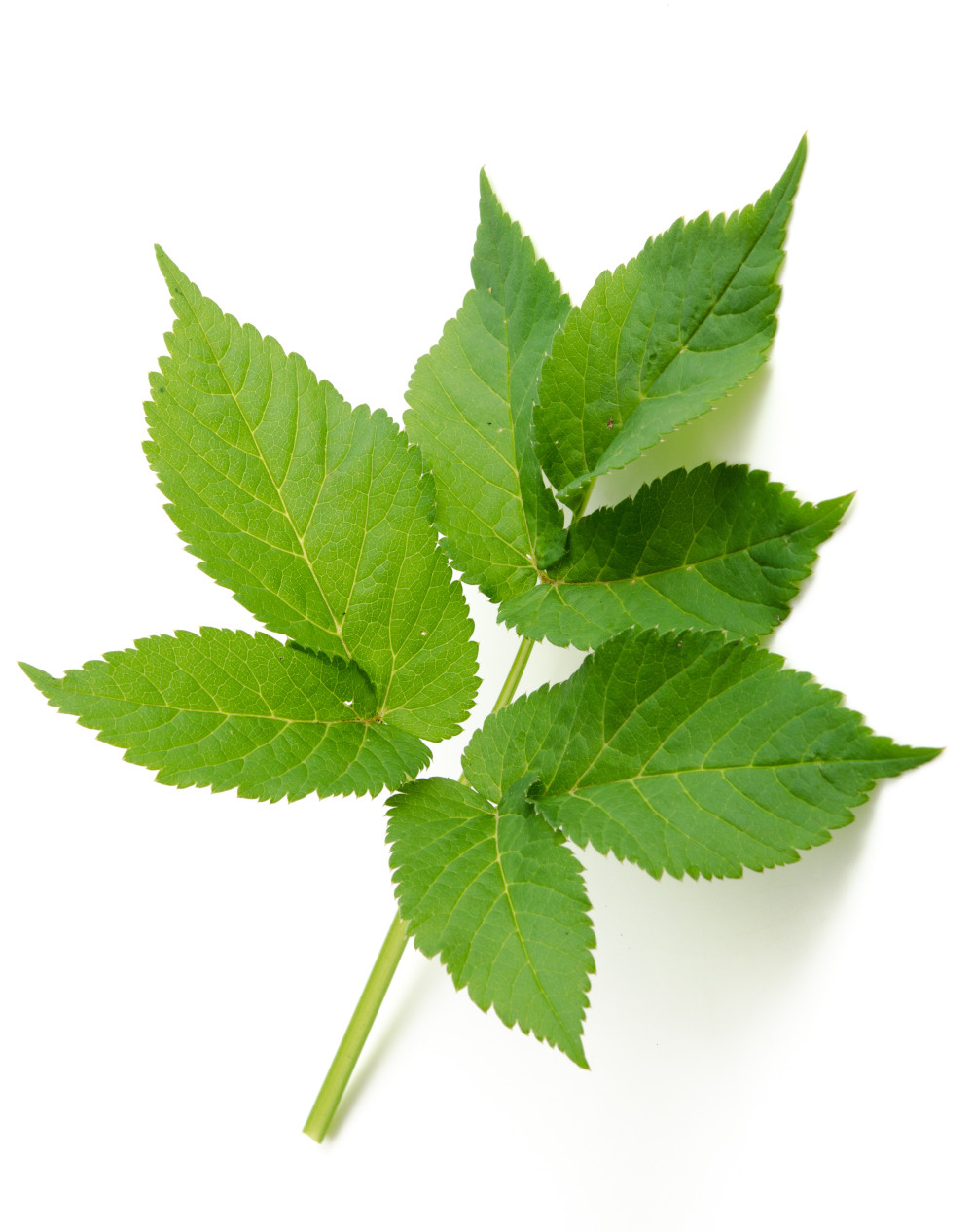 Giersch im Wildkäutersalat Ein Blatt Giersch vor weißem Hintergrund als eine Zutat für den Wildkräutersalat von Life Light.