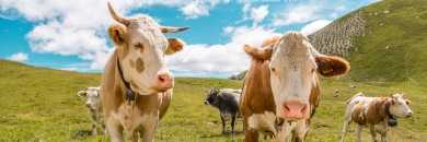 Colostrum: Natürliche Immunkompetenz