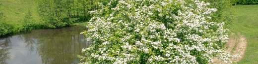 Weißdorn – eine Pflanze, die das Herz berührt