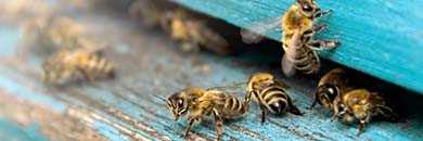 Busy bee: Natürlich fit mit der Kraft der Bienen