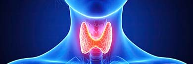 Schilddrüse in Balance: Jod, Mikronährstoffe und ganzheitliche Gesundheit