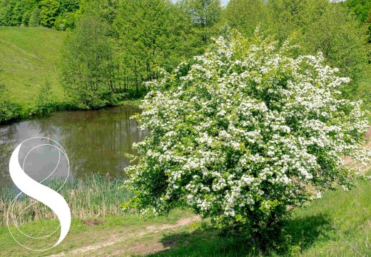 Weißdorn – eine Pflanze, die das Herz berührt
